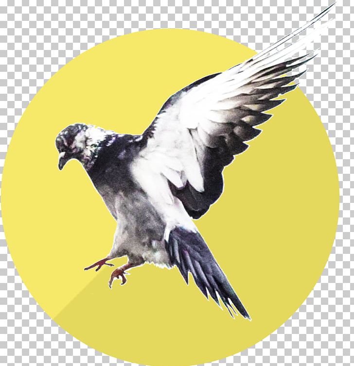 Bird Beak Feather Wake School Personal Development Personality Test PNG, Clipart, Afacere, Beak, Bird, Bird Of Prey, Compass Free PNG Download