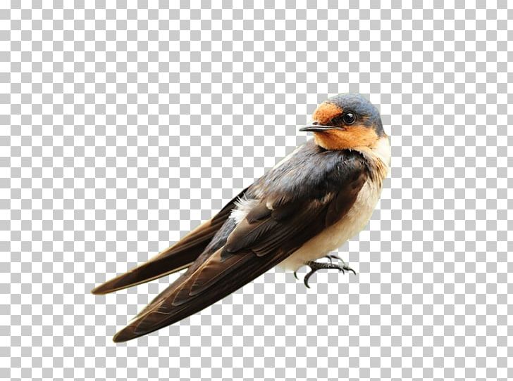 Bird Parrot Passerine Swallow PNG, Clipart, Animals, Barn Swallow, Beak, Bird Of Prey, Birds Free PNG Download