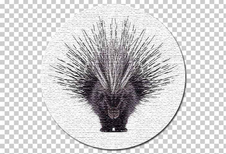 Crested Porcupine Dog North American Porcupine Horse PNG, Clipart, Animal, Animals, Black And White, Cape Porcupine, Creature Free PNG Download