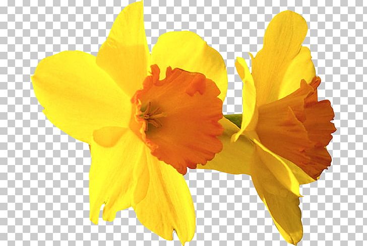 Daffodil Natural Science Scientist PNG, Clipart, Amaryllis Family, Daffodil, Digital Image, Echo And Narcissus, Education Science Free PNG Download