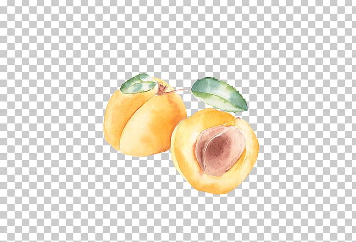 Peach Apricot Fruit PNG, Clipart, Apricot, Apricot Blossom Yellow, Apricot Flower, Apricots, Apricot Vector Free PNG Download
