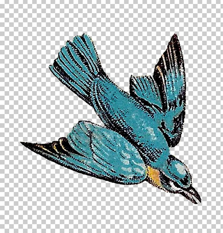 Bird Feather Drawing Flight PNG, Clipart, Animal, Animals, Beak, Bird, Bird Flight Free PNG Download