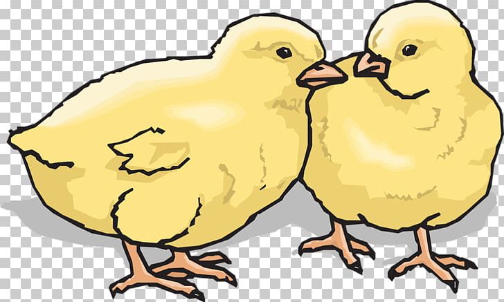 Chicken Drawing PNG, Clipart, Animal Figure, Animals, Artwork, Beak, Bird Free PNG Download