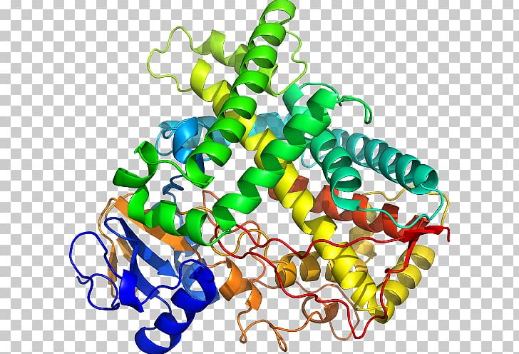 CYP1A2 Cytochrome P450 Gene Enzyme PNG, Clipart, Beta2 Microglobulin, Body Jewelry, Cyp1a2, Cyp2c19, Cytochrome Free PNG Download