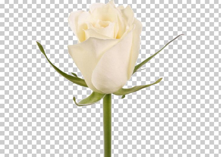 Garden Roses Cut Flowers White Plant Stem PNG, Clipart, Artificial Flower, Bud, Color, Cut Flowers, Floristry Free PNG Download