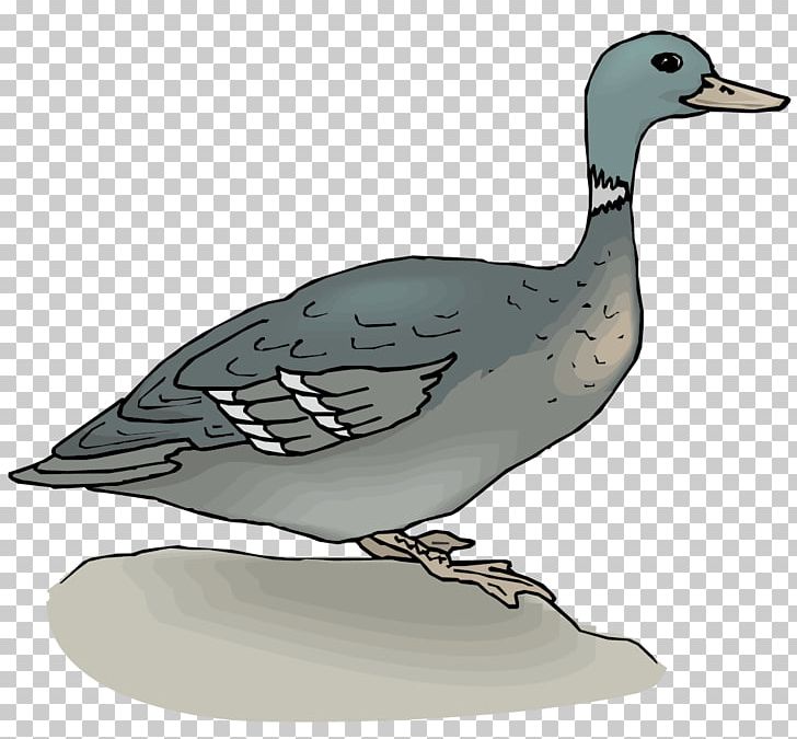 Mallard Duck Goose PNG, Clipart, Adobe Illustrator, Animals, Animation, Beak, Bird Free PNG Download
