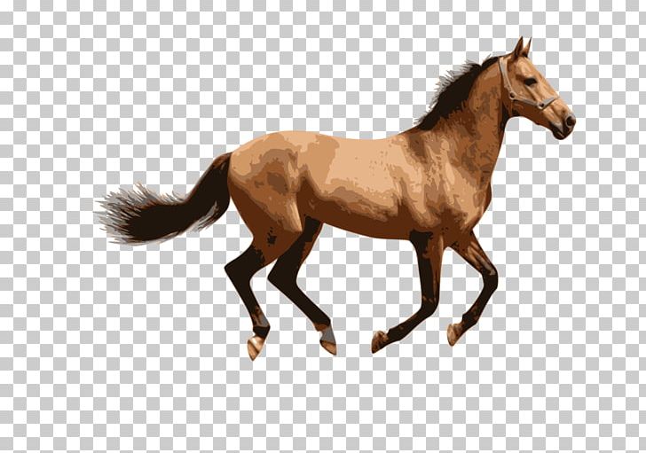 American Miniature Horse Mule Stallion Mare Pony PNG, Clipart, Animal Figure, Canter And Gallop, Colt, Donkey, Equine Nutrition Free PNG Download