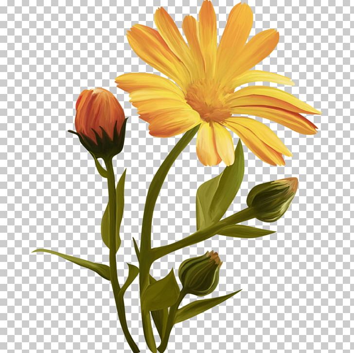 Common Daisy Cut Flowers Petal PNG, Clipart, Annual Plant, Blog, Calendula, Chrysanths, Common Daisy Free PNG Download