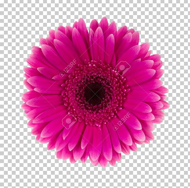 Dahlia Flower Common Daisy Transvaal Daisy Daisy Family PNG, Clipart, Annual Plant, Aster, Chrysanthemum, Chrysanths, Common Daisy Free PNG Download