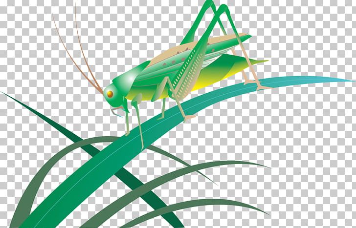 Insect Grasshopper Great Green Bush-cricket Bush Crickets PNG, Clipart, Animaatio, Animals, Arthropod, Caelifera, Cricket Free PNG Download