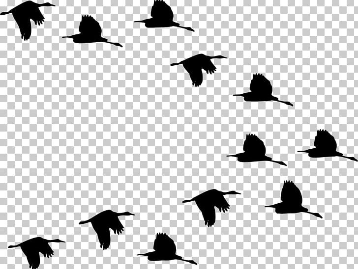 Duck Mallard Goose Bird Cygnini PNG, Clipart, Animal Migration, Animals, Beak, Bird, Bird Migration Free PNG Download