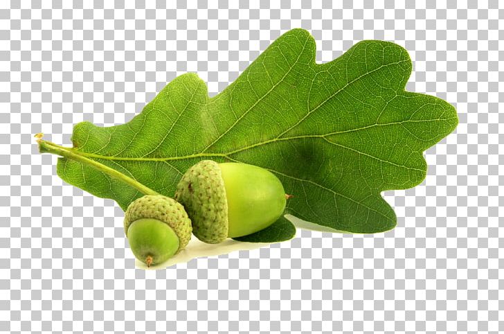 English Oak Northern Red Oak Acorn Leaf Conifer Cone PNG, Clipart, Acorn, Autumn Leaf Color, Conifer Cone, English Oak, Flower Free PNG Download