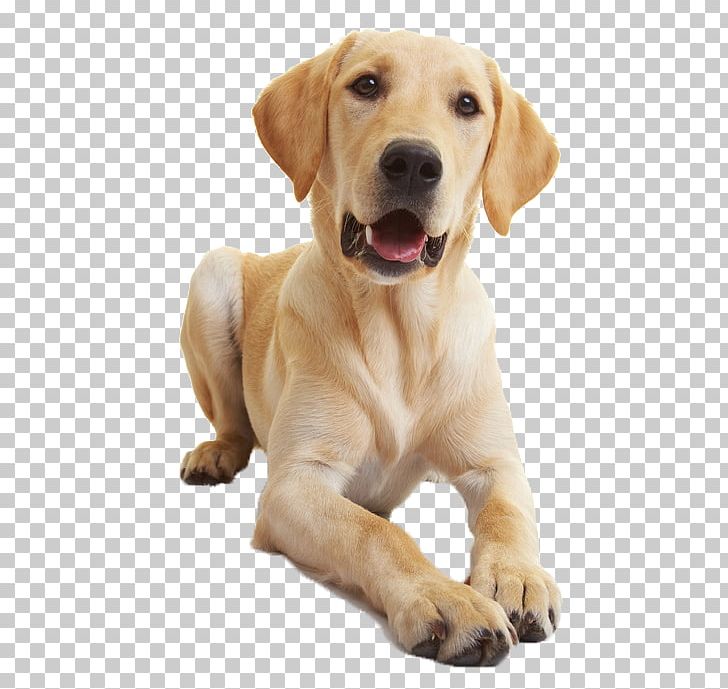 Labrador Retriever Golden Retriever Puppy Veterinarian Dog Training PNG, Clipart, Animals, Animal Sounds, Carnivoran, Companion Dog, Dog Breed Free PNG Download