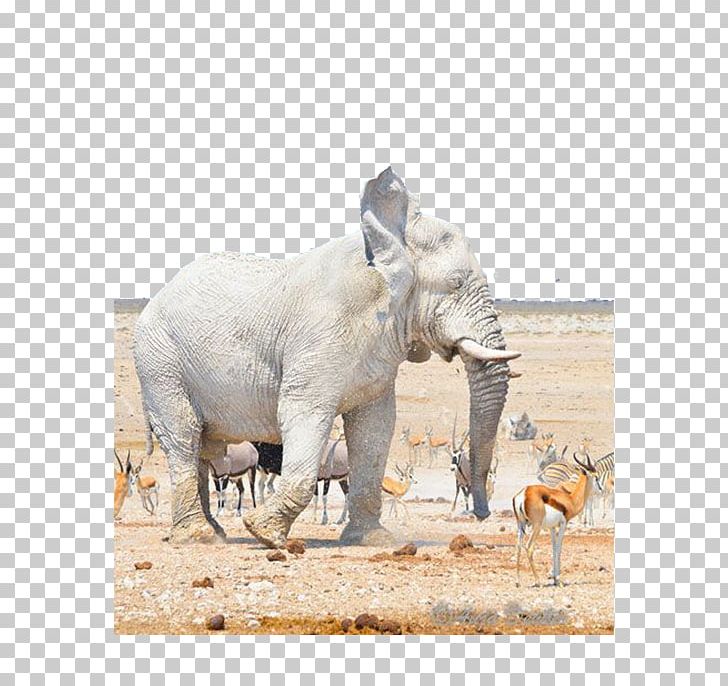 Nebrownii Hills Like White Elephants Etosha National Park PNG, Clipart, African Elephant, Animal, Animals, Black White, Elephant Free PNG Download