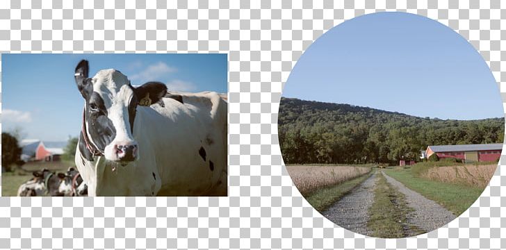 Berks County PNG, Clipart, Berks County Pennsylvania, Cattle, City, County, Grass Free PNG Download
