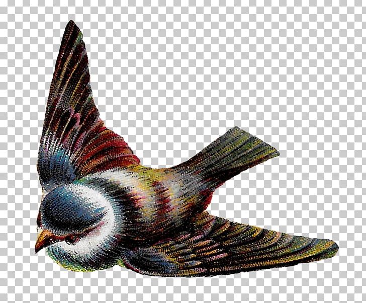 Bird Nest Flight Feather PNG, Clipart, American Robin, Animal, Animals, Beak, Bird Free PNG Download