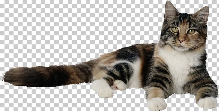 Cat Kitten Dog Squirrel Pet PNG, Clipart, American Shorthair, American Wirehair, Animals, Black Cat, California Spangled Free PNG Download