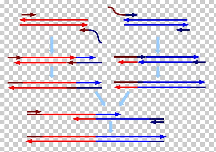 Overlap Extension Polymerase Chain Reaction Primer RNA Polymerase PNG, Clipart, Angle, Area, Chain Reaction, Diagram, Dna Free PNG Download