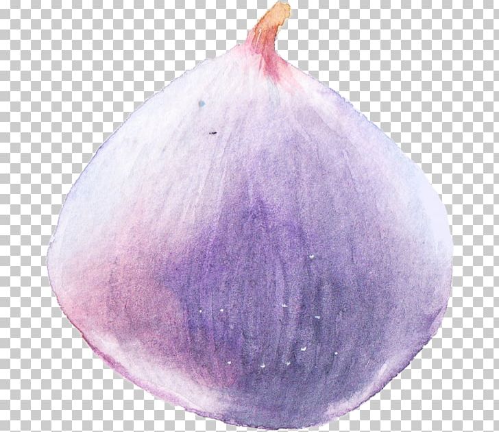 Watercolor Painting PNG, Clipart, Art, Color, Download, Lilac, Onion Free PNG Download