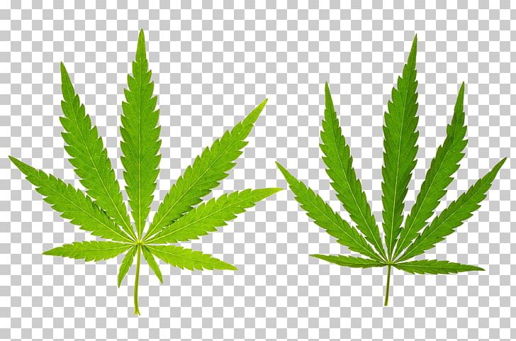 Cannabis Stock Photography Leaf Hemp PNG, Clipart, Banana Leaves, Cannabis Leaves Closeup, Closeup, Depositphotos, Drug Free PNG Download