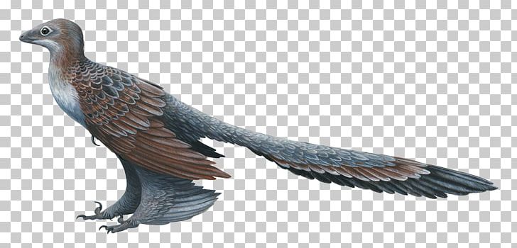 Changyuraptor Microraptor Feathered Dinosaur PNG, Clipart, Animal Figure, Beak, Bird, Bird Of Prey, Cretaceous Free PNG Download