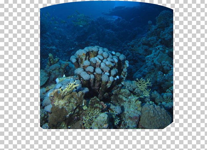 Coral Reef Benthic Zone Marine Biology Ocean Landform PNG, Clipart,  Free PNG Download