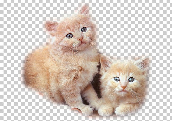 Friendship Love YouTube Video Romance PNG, Clipart, Asian Semi Longhair, Attachment Theory, Boyfriend, Carnivoran, Cat Like Mammal Free PNG Download