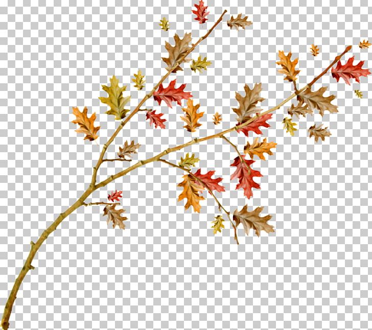 Twig Plant Stem Leaf Flower PNG, Clipart, Branch, Flora, Flower, Flowering Plant, Leaf Free PNG Download