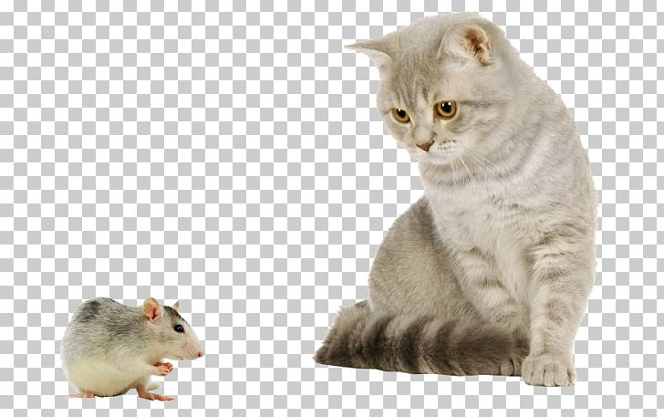 Cat House Mouse Puppy Kitten Dog PNG, Clipart, Animals, British Shorthair, Carnivoran, Cat, Cat Like Mammal Free PNG Download
