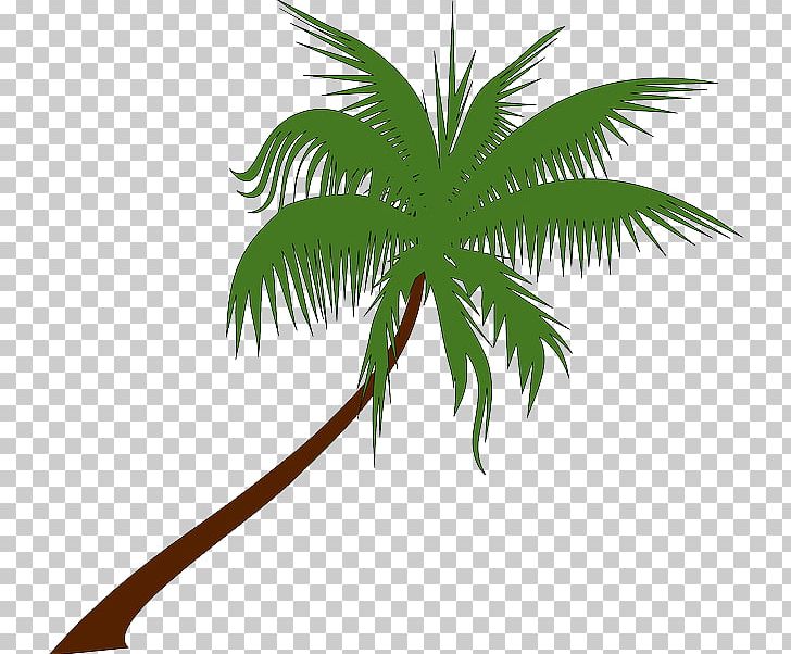 Coconut Arecaceae Tree PNG, Clipart, Arecaceae, Arecales, Branch, Coconut, Date Palm Free PNG Download