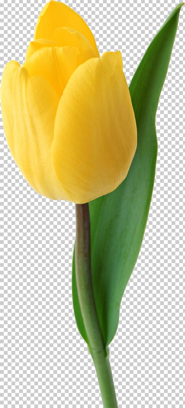Liriodendron Tulipifera Yellow Flower PNG, Clipart, Bud, Bulb, Calas, Computer Icons, Cut Flowers Free PNG Download