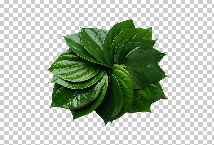 Paan Betel Areca Palm Areca Nut Black Pepper PNG, Clipart, Areca Nut, Areca Palm, Betel, Black Pepper, Bors Free PNG Download