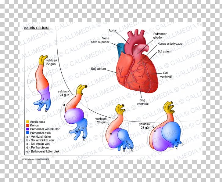 Heart Development Human Anatomy Circulatory System PNG, Clipart, Anatomy, Area, Art, Beak, Bird Free PNG Download