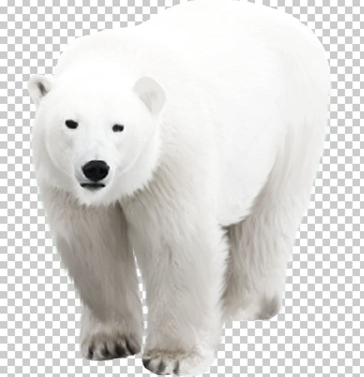 Polar Bear Arctic PNG, Clipart, 3d Computer Graphics, Animal, Animals, Arctic, Bear Free PNG Download