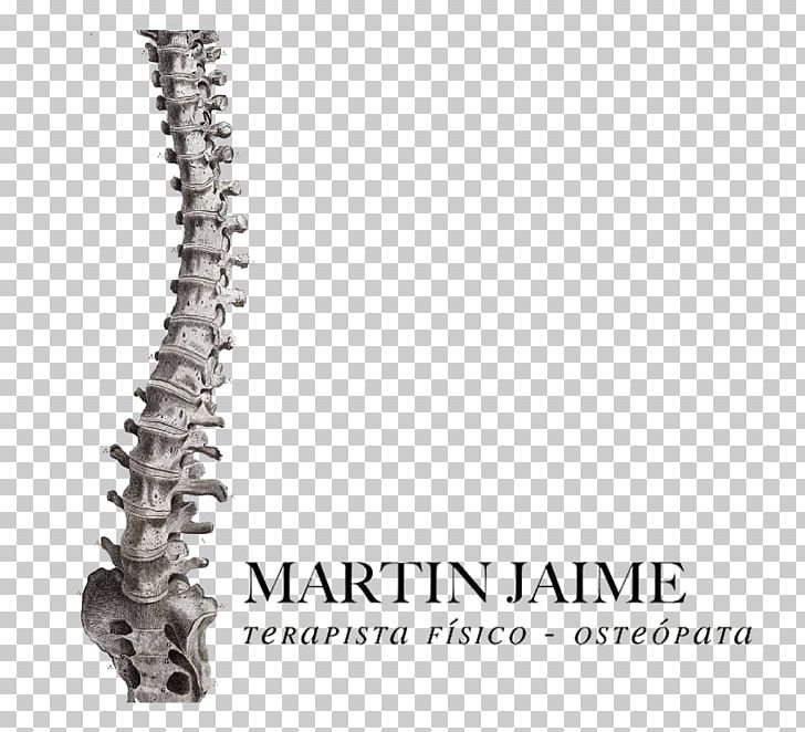 Vertebral Column Human Anatomy Human Skeleton Plakat Naukowy PNG, Clipart, Anatomy, Bone, Fantasy, Homo Sapiens, Human Anatomy Free PNG Download