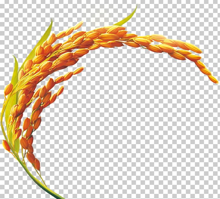 Rice Bran Oil Golden Rice Cooking Oil Yellow Rice PNG, Clipart, Beautiful, Beauty, Beauty Salon, Christmas Decoration, Cooking Free PNG Download