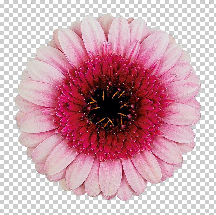 Transvaal Daisy Cut Flowers Pink Color PNG, Clipart, Annual Plant, Aster, Centimeter, Color, Cut Flowers Free PNG Download