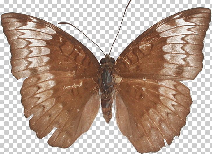Brush-footed Butterflies Butterflies And Moths Black Arches European Gypsy Moth PNG, Clipart, Arthropod, Brush Footed Butterfly, Butterflies And Moths, Butterfly, European Gypsy Moth Free PNG Download