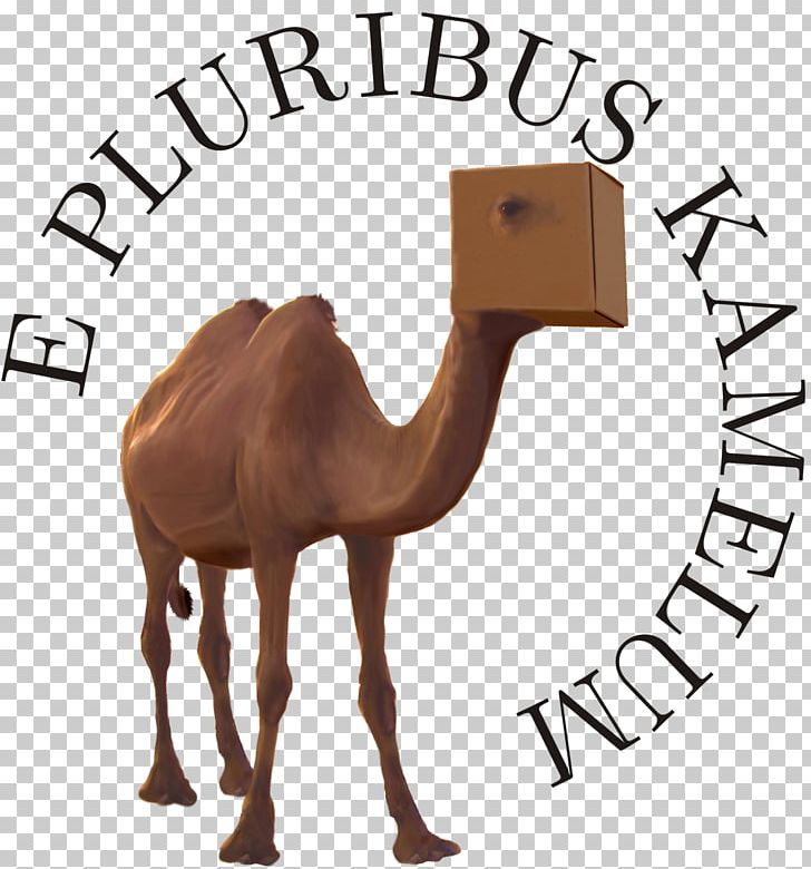 Dromedary Kamelopedia Wikipedia Satire-Wiki PNG, Clipart, Arabian Camel, Buren, Camel, Camelids, Camel Like Mammal Free PNG Download