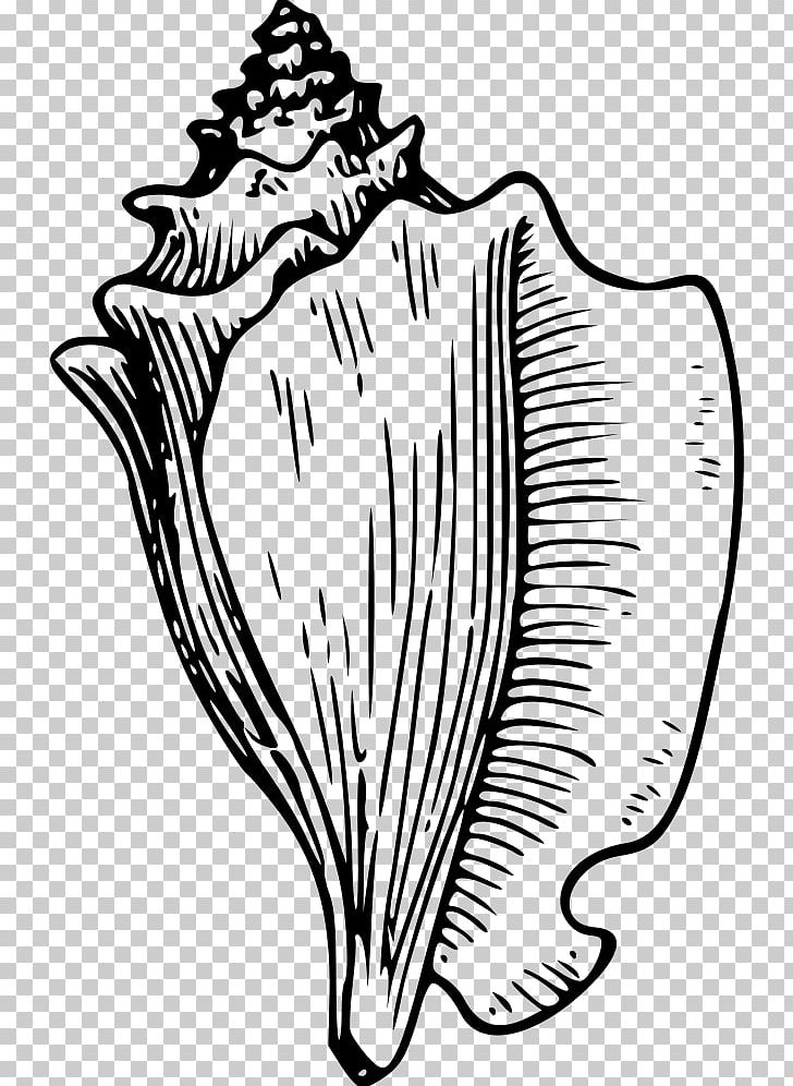 Conch Seashell Drawing PNG, Clipart, Art, Artwork, Black And White, Conch, Drawing Free PNG Download