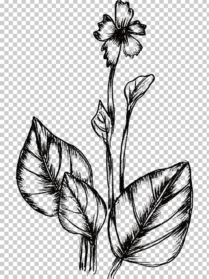 Drawing Plant Flower PNG, Clipart, Abstract Lines, Black, Black And White, Branch, Brush Free PNG Download
