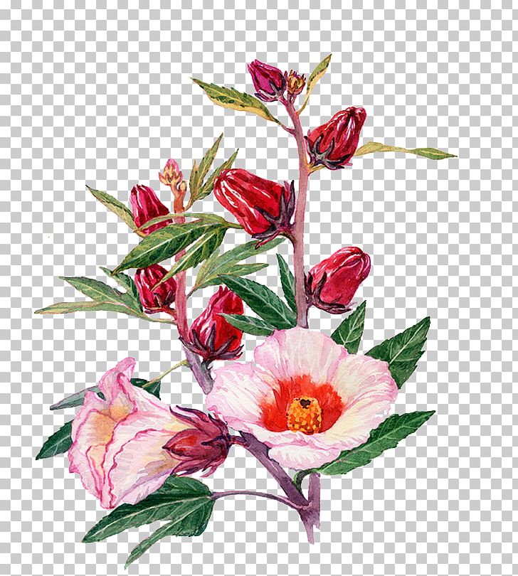 Watercolor Painting Roselle Drawing Flower PNG, Clipart, Cartoon, Color, Flower Arranging, Flowers, Hand Free PNG Download