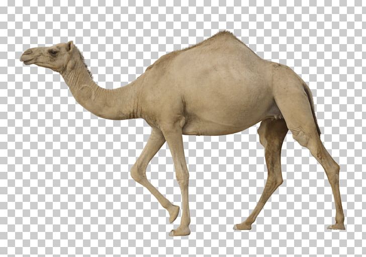 Dromedary Bactrian Camel Portable Network Graphics Transparency PNG, Clipart, Animal Figure, Arabian Camel, Bactrian Camel, Camel, Camel Like Mammal Free PNG Download
