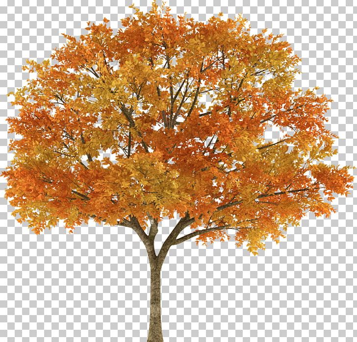 Tree Autumn Maple Stock Photography Branch PNG, Clipart, Autumn, Autumn Leaf Color, Branch, Deciduous, Leaf Free PNG Download