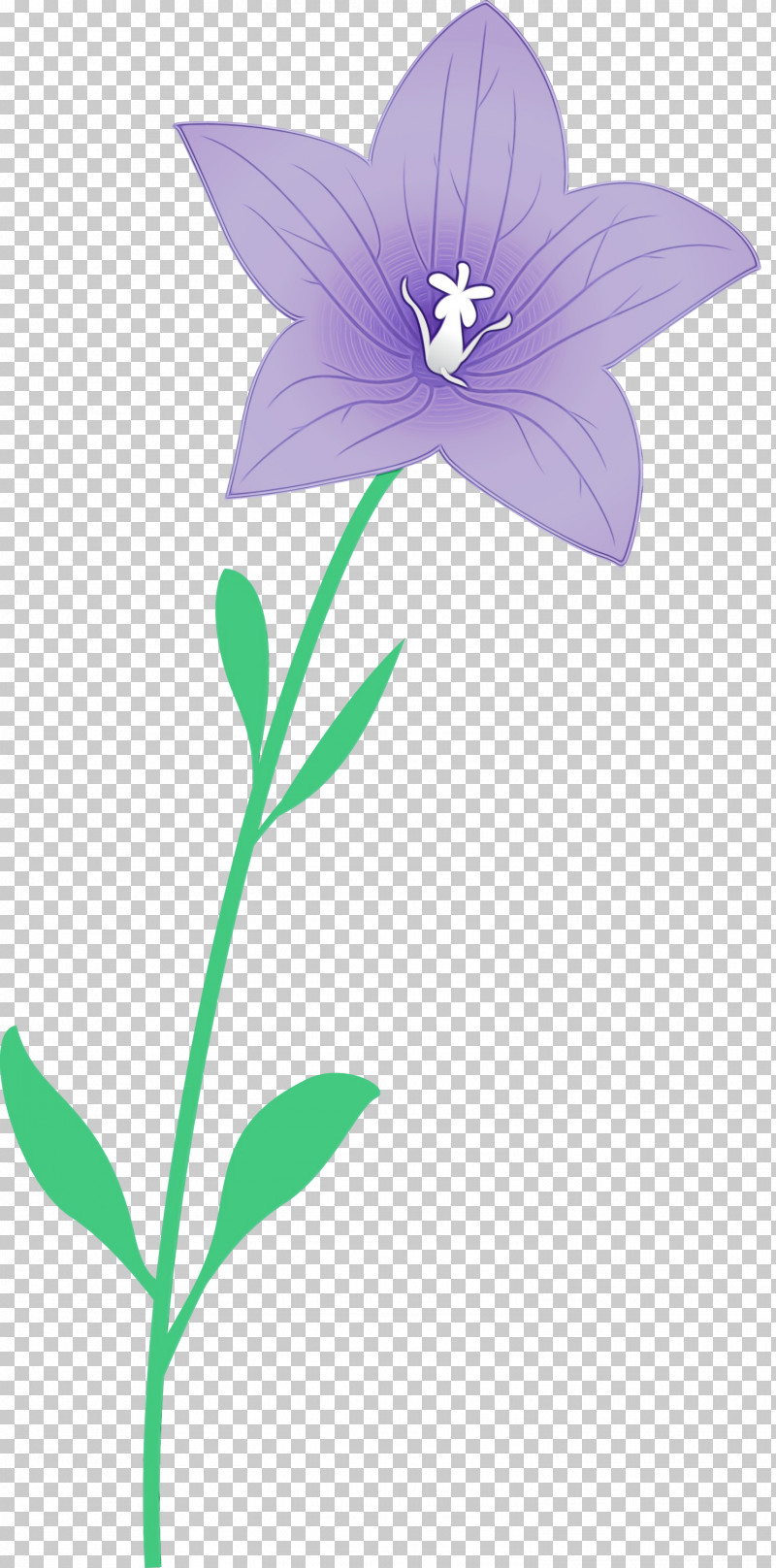 Lavender PNG, Clipart, Balloon Flower, Bellflower Family, Flora, Herbaceous Plant, Lavender Free PNG Download
