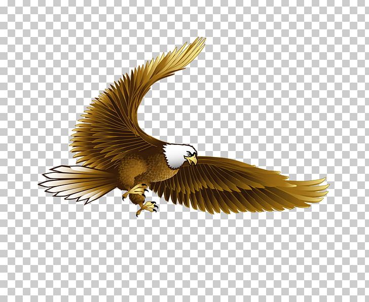 Bird Bald Eagle Hawk PNG, Clipart, Accipitriformes, Animal, Bald Eagle, Beak, Bird Free PNG Download