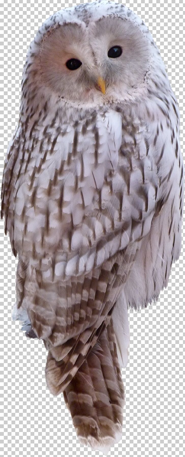 Snowy Owl Bird Animal PNG, Clipart, Animal, Animals, Barn Owl, Beak, Bird Free PNG Download