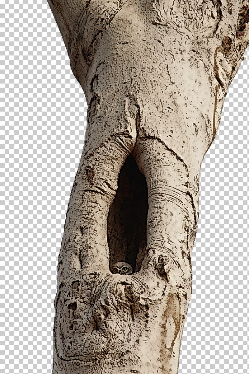 Tree Stump PNG, Clipart, Bark, Birds, Branch, Feather, Forest Free PNG Download