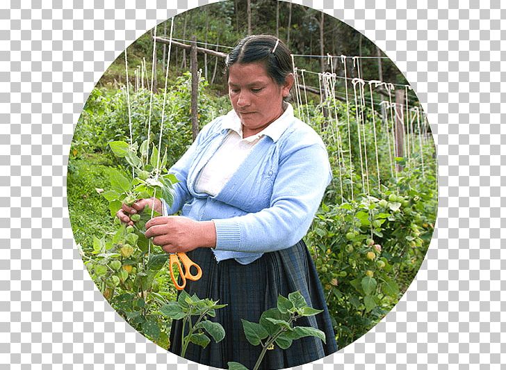 Cajamarca Quinua Garden Villa Andina S.A.C. Empresa PNG, Clipart, Agriculture, Andean Community, Andes, Andina, Business Model Free PNG Download
