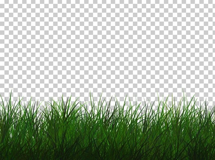 Lawn Desktop PNG, Clipart, Artificial Turf, Computer Wallpaper, Cool, Desktop Wallpaper, Discover Free PNG Download